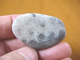 (F831-209) 1-3/4&quot; unpolished Petoskey stone fossil coral specimen MI state rock - £11.98 GBP