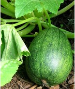 Tatume Summer Squash Seeds Mexican Squash  Calabacita FRESH - $12.00