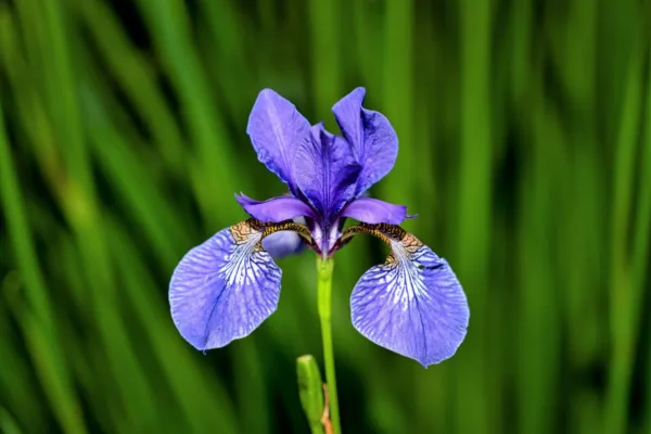 Fresh New Blue Flag Iris Versicolor Fragrant Native Purple Yellow White Flower 2 - £10.16 GBP