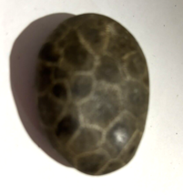 Unpolished Petoskey Stone - $17.72