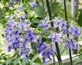 Clerodendrum ugandense &quot;Blue Butterfly Bush&quot; Rotheca myricoides Live plant - £15.94 GBP