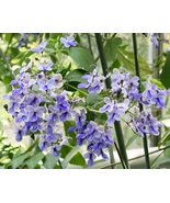 Clerodendrum ugandense &quot;Blue Butterfly Bush&quot; Rotheca myricoides Live plant - £15.88 GBP