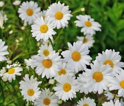 Tall Shasta Daisy Flower 50 Seeds US Seller - £6.29 GBP