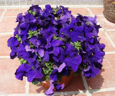 Purple Garden Petunia Perennial Flower Seeds, 100 Seeds / Pack, Bonsai Indoor