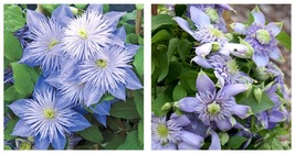 Light Blue Clematis 25 Seeds Flowers Seed Bloom Perennial Flower - £16.88 GBP