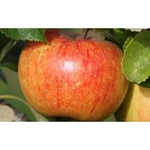 25+ Sunset Apple Seeds | Sweet Juicy Heirloom Dessert Apple - $16.50