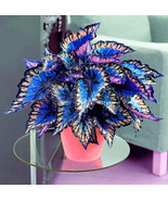Coleus Flower Seeds Rare Blue Color Perennial Dragon Plant Bonsai Home 1... - $24.28 CAD