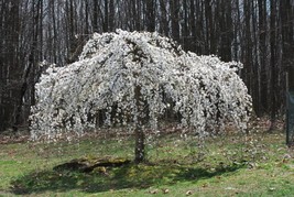 5 Weeping White Cherry Tree Seeds Flowering Seed Japanse Ornimental Garden - £7.89 GBP