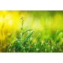 Pure Herbs: Yarrow - 1 oz. (Natural Herbal Extracts) image 3