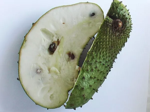 10 Annona Muricata Soursop Dutch Durian Guanabana Graviola Fresh Seeds - £17.94 GBP