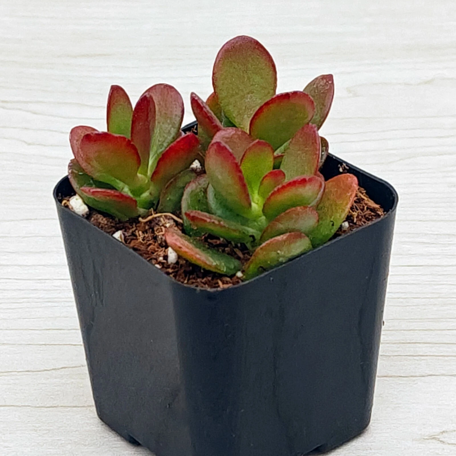 Succulent Pot Plant - Crassula Ovata Crosby : Dwarf Jade - Live Plants I... - $15.50