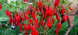 MX Paper Lantern Pepper Seeds Loads Of Beautiful Peppers Bulk Seed - $206.29 MXN