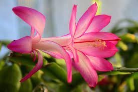 100 PCS Seeds Schlumbergera Flores Christmas Cactus Plant Water Pink Flowers Item image 2