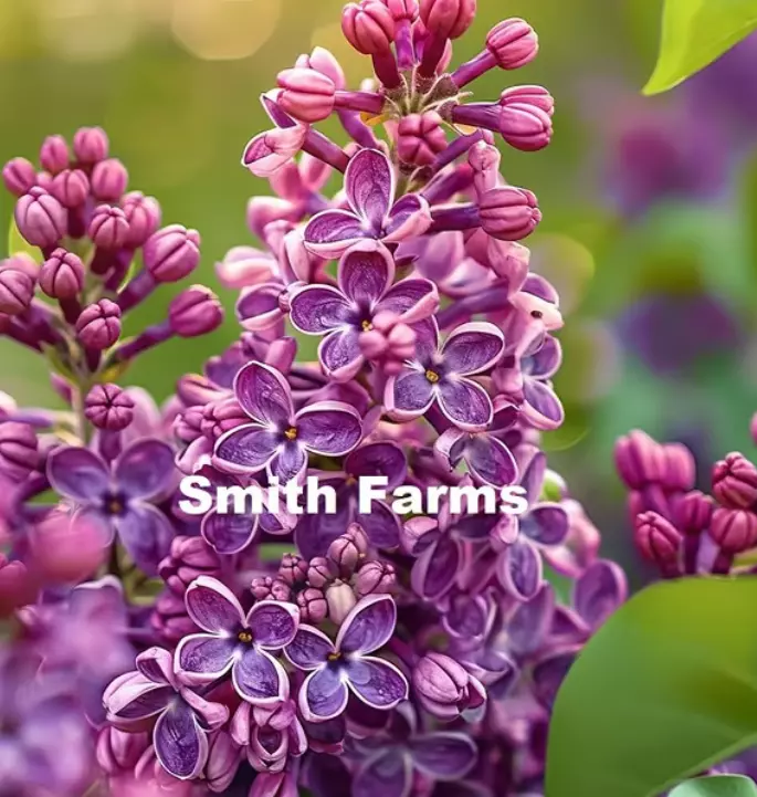 LWS Purple Lilac Flowers Syringa vulgaris 25 Seeds USPS Shipping - $10.50