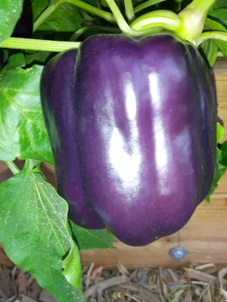 25 Purple Beauty Pepper Seeds 2024 Heirloom Seed Usa Fresh Garden - £5.09 GBP