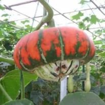 10 seeds Heirloom China Happiness Ornamental Pumpkin Hybrid Seeds Item image 3