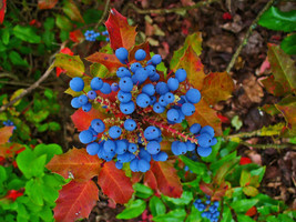 20 OREGON GRAPE HOLLY FRUIT VINE HOLLYLEAVED BARBERRY MAHONIA AQUIFOLIUM... - £13.27 GBP