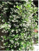 100 Seeds Climbing Jasmine Flower Seeds Garden USA Shipping - £11.21 GBP