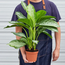 25 Seeds Chinese Evergreen Silver Bay Plant Fresh Seeds USA Seller - £9.87 GBP