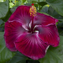 50 Purple Hibiscus Seeds Hibiscus Rosa-Sinensis Garden Flowers Seed - £5.93 GBP