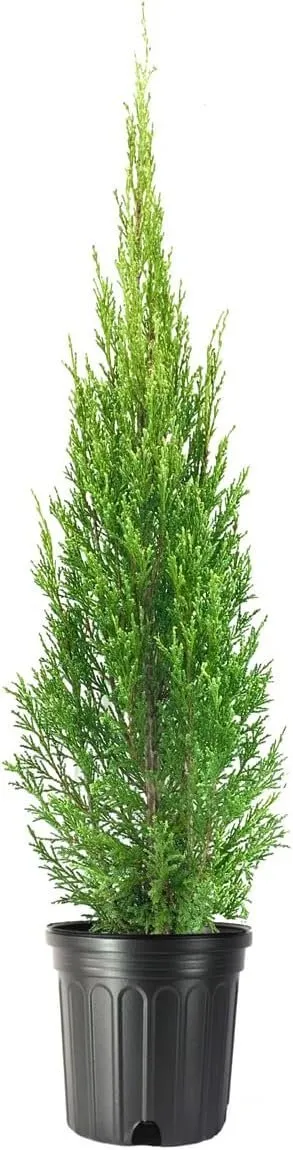 Medora Juniper Live Plants Perfect for Year-Round - £53.08 GBP