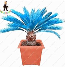 US Seller Sago Palm Tree Bonsai Mini Blue Cycas Bonsai Bonsai Flowers Budding Ra - $13.82