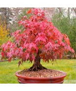 KB Red Japanese Maple Acer Palmatum Atropurpureum 20 Tree Seeds Bonsai Herb Gard - $12,395.00