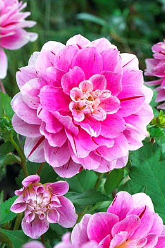 Way of Life Dinnerplate Dahlia - Speckled &amp; Striped, Pink/White -#1 Size... - $31.99
