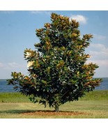 Sweet Magnolia Tree Seeds - £7.07 GBP