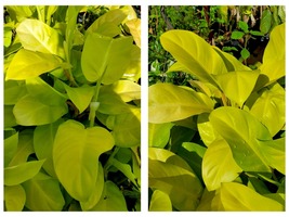 7&quot; CUTTING Philodendron Golden Goddess Neon vine tropical houseplant aroid - $34.99