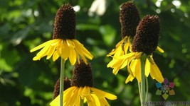 RD 200+ Giant Coneflower Rudbeckia Seeds for Garden Planting  - $5.15