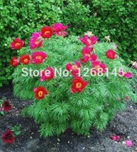 10Pcs Chinese Peony Flowers Seeds Rose Red Double Flowers Fresh Seeds - £4.67 GBP