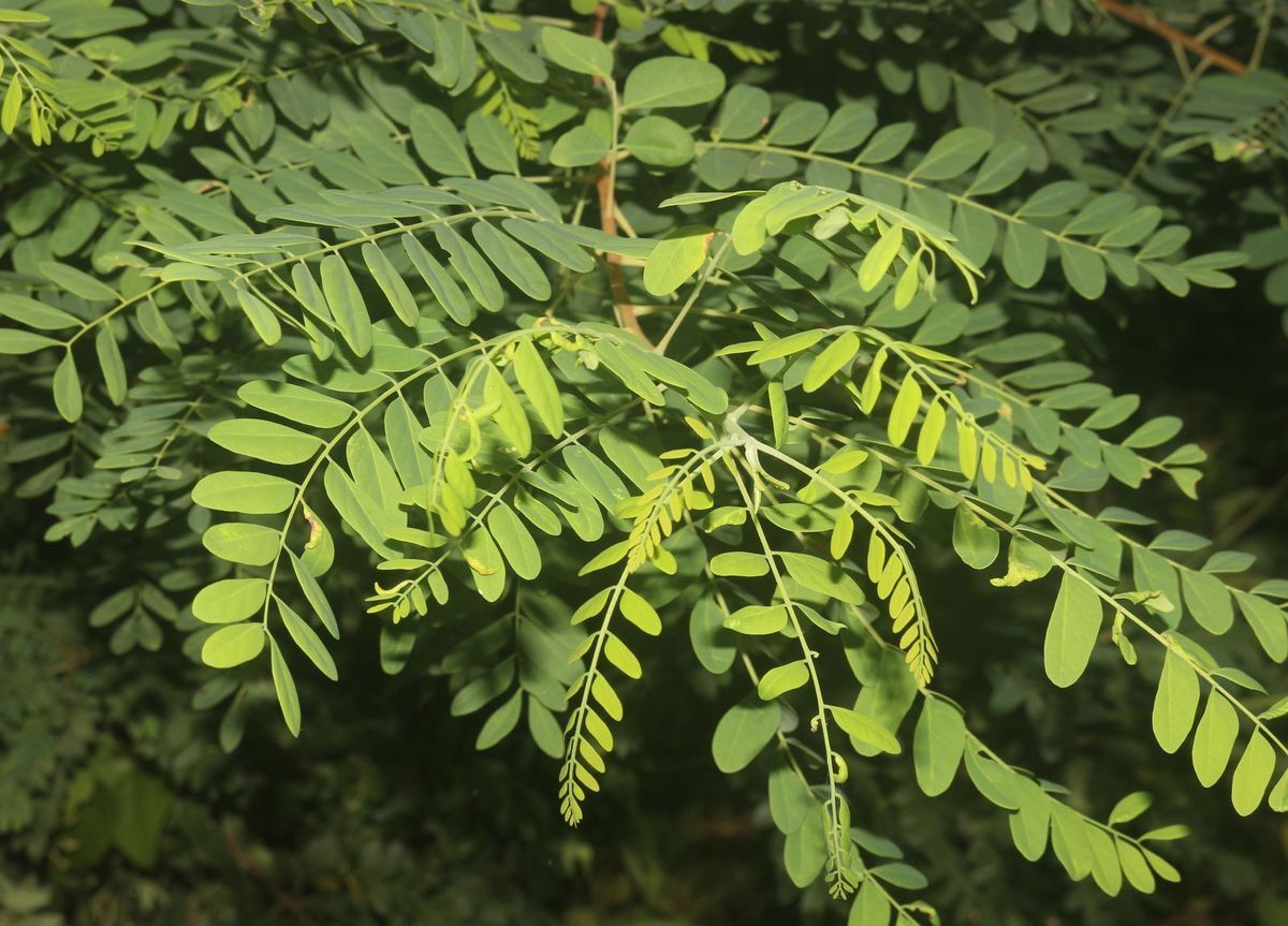 Chloroxylon Swietenia Ceylon Satinwood 5 seeds Fresh Gardening - $17.96