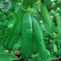 Fruit Cucumber Straight Reing Vegatable Seeds 10 Seeds Garden USA Shipping - $8.49