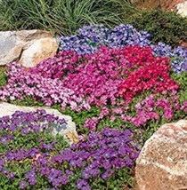 100 Seeds Multicolor Creeping Thyme Bonsai Violet Queen Flower Ground Cover Colo - $5.86