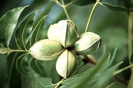 KKG Pecan Carya Illinoinensis Tree Seeds Hardy Edible Fresh Garden - $166.87 MXN