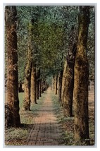 Lovers Lane Champaign Illinois IL UNP Handcolored Albertype DB Postcard Y6 - £6.07 GBP