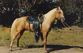 Prize Palomino Horse Postcard B24 - £2.23 GBP