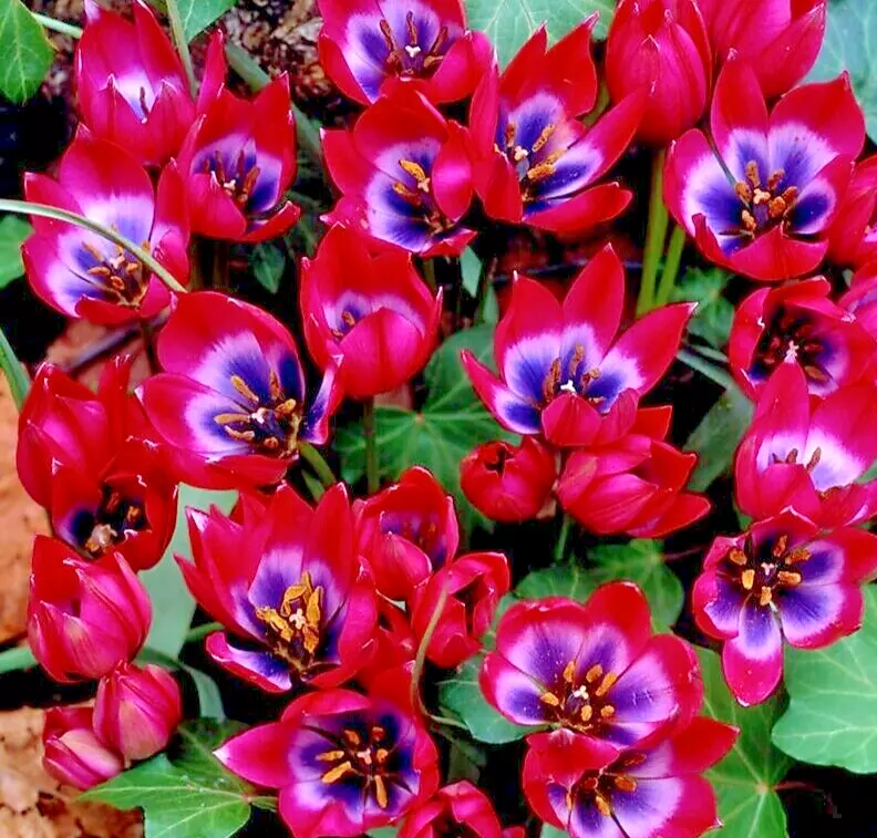 Tulip LITTLE BEAUTY Pink &amp; Blue 5 Live Flower Plant Bulbs Spreads Unique... - $23.00