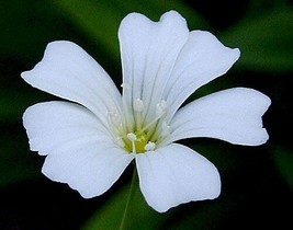 Baby&#39;S Breath Nice Flower 1/4 Lb Seeds Fresh Garden USA SELLER - £19.25 GBP