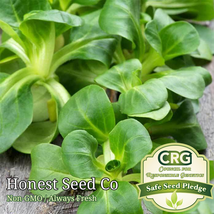 600 Seeds Mache Corn Salad Lettuce Broad Leaf Non-Gmo - £7.81 GBP