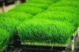 800 Seeds ORGANIC WHEAT GRASS Sprouting Juicing B,C,K,Folic Acid,Fiber EASY - £13.35 GBP