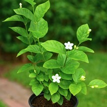 Jasmine Sambac Arabian Live Plant – 15&quot; Fragrant White Flowering Shrub, ... - $89.92