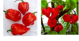 125+ Seeds HOT Red Habanero Pepper Seeds | Garden Seeds - £26.06 GBP