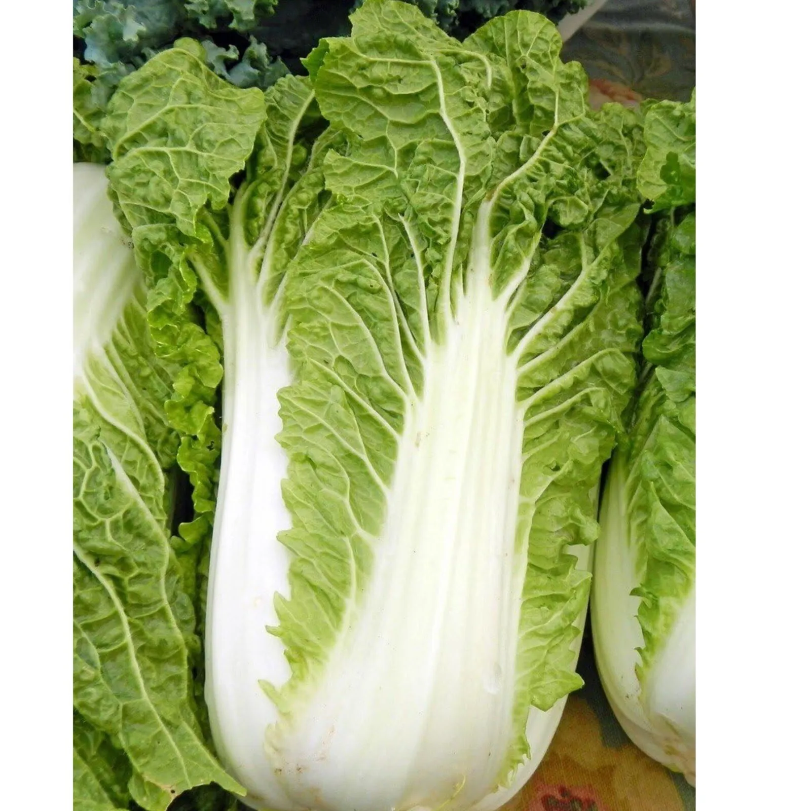 Napa Cabbage/Michihili Chinese Cabbage . Heirloom~Non-GMO~ Organic. 200+... - $11.00