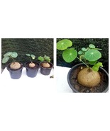 Stephania Erecta Seeds Buib Bonsai Tree 50 Pcs Fresh Seeds  - £23.52 GBP