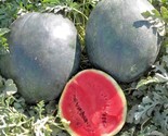 40 Seeds Sugar Baby Watermelon Seeds Organic Heirloom Vine 5-9Lbs Summer... - £7.16 GBP