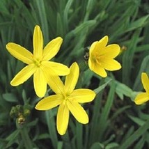 USA Seller 30 Yellow Blue Eyed Grass Sisyrinchium Perennial Flower Seeds Fast Sh - $21.51