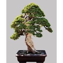Norway Spruce starter kit And Okame, Kwanzan &amp; Yoshino bonsai Seedlings - £48.16 GBP
