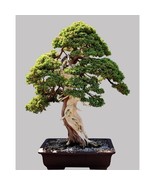 Norway Spruce starter kit And Okame, Kwanzan &amp; Yoshino bonsai Seedlings - £47.24 GBP